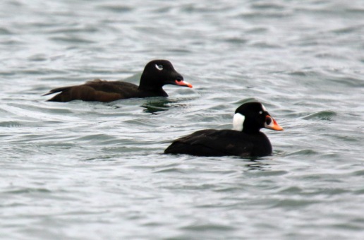 White Winged and Surf Scoters