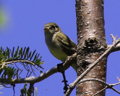 Yellow Bellied Flycatcher