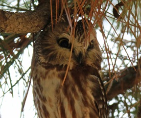 Northern Saw Whet Owl2