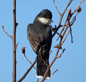 Eastern Kingbird (2)