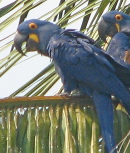 Hyacinth macaws 4