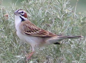 Lark Sparrow2