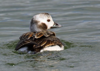 Long Tailed Duck Female