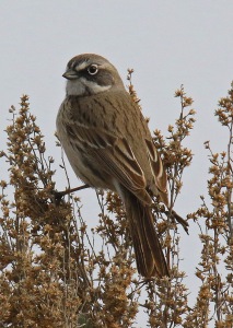 Sagebrush Sparrow3