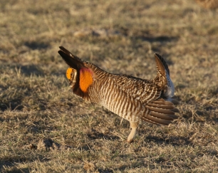 30-Greater Prairie Chicken