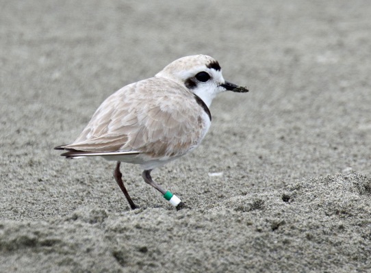 Snowy Plover with Band