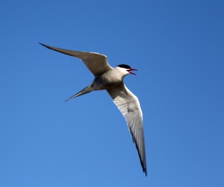 Arctic Tern Flight