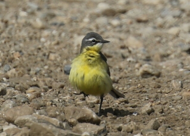 Eastern Yellow Wagtail1 - Copy