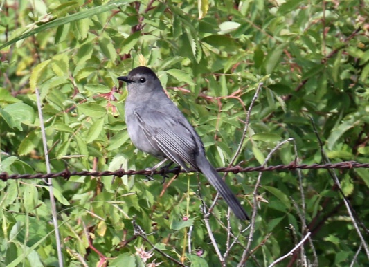 Gray Catbird1