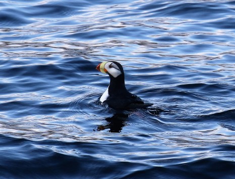 Horned Puffin1