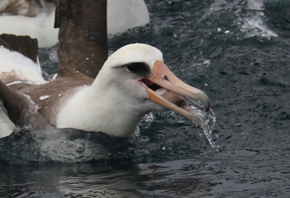 Laysan Albatross with Chum