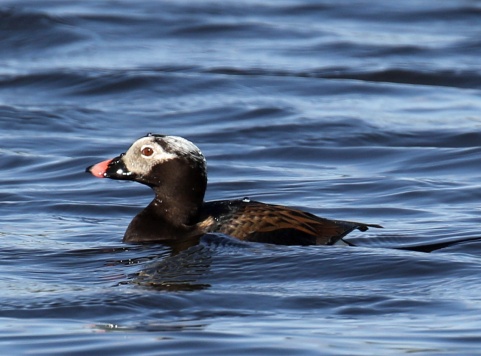 Long Tailed Duck1