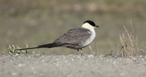 Long Tailed Jaeger