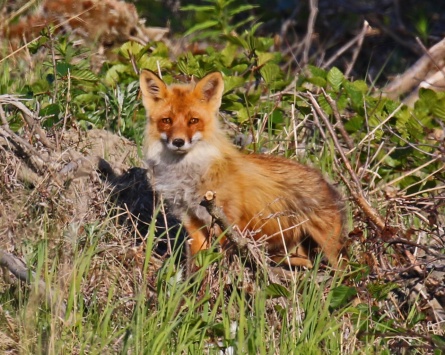 Red Fox1