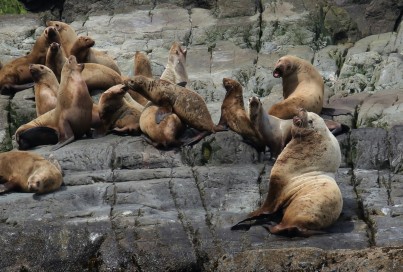 Sea lions2