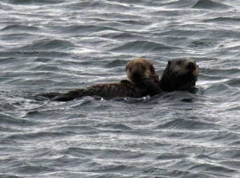 Sea Otter with Pup1