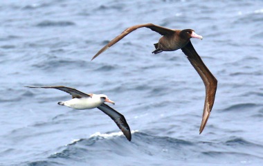 Short Tailed and Laysan Albatrosses
