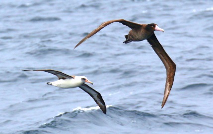 Short Tailed and Laysan Albatrosses