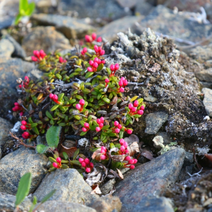 Small Red Flowers
