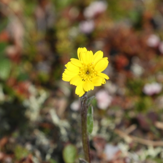 Yellow Flower 2