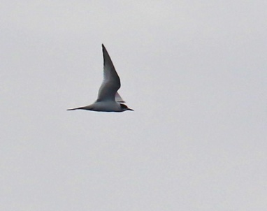 Arctic Tern2