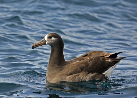 Black Footed Albatross1