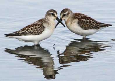 Dueling Western Sandpipers