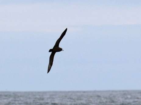 Flesh Footed Shearwater3
