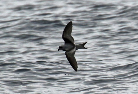 Fork Tailed Storm Petrel2