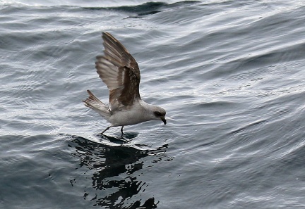 Fork Tailed Storm Petrel4