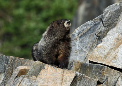 Hoary Marmot2
