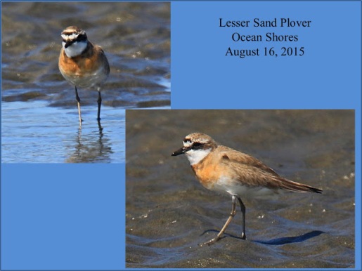 Lesser Sand Plover