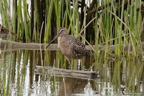 Long Billed Dowitcher1