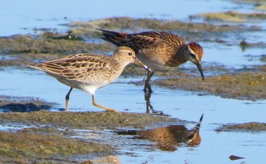 Pectoral and Sharp Tailed Sandpipers