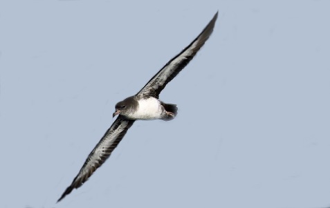 Pink Footed Shearwater2r