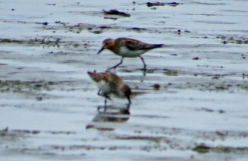 Red Necked Stint at Bottle Beach