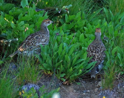Sooty Grouse Chicks