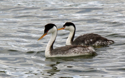 Western and Clark's Grebes