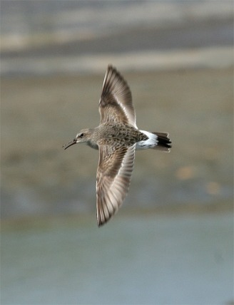 White-rumped Sandpiper Flying Showing Rump 1 MF_2