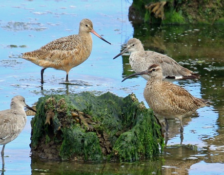 Willet Godwit and Whimbrel