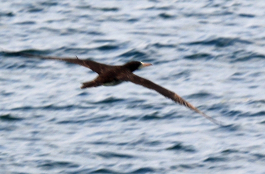 brown-booby-flight