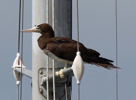 brown-booby-on-mast1