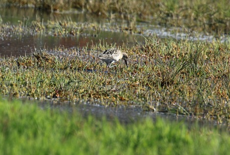 first-view-of-ruff