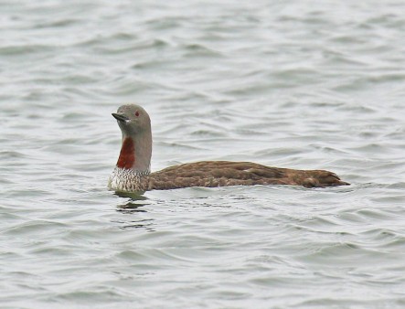 Red Throated Loon Breeding