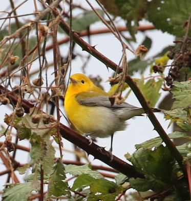 prothonotary-warbler