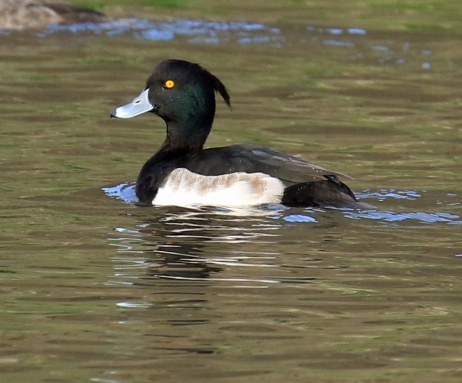 tufted-duck1