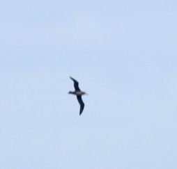 short-tailed-albatross