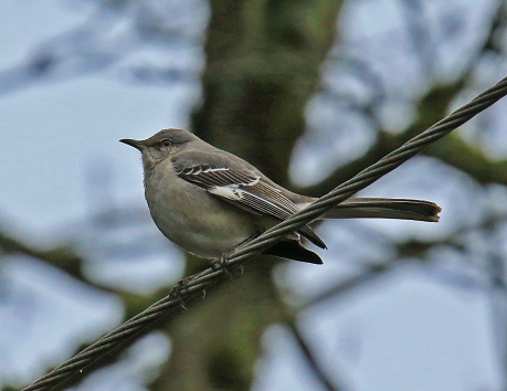 northern-mockingbird