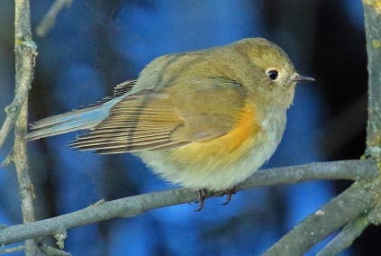red-flanked-bluetail1r
