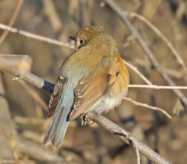 red-flanked-bluetail6